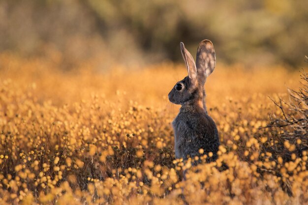 Closeup shot of a cute bunny in a field