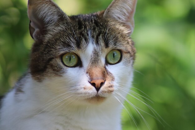 Closeup shot of a cute cat looking in the distance with a blurred background