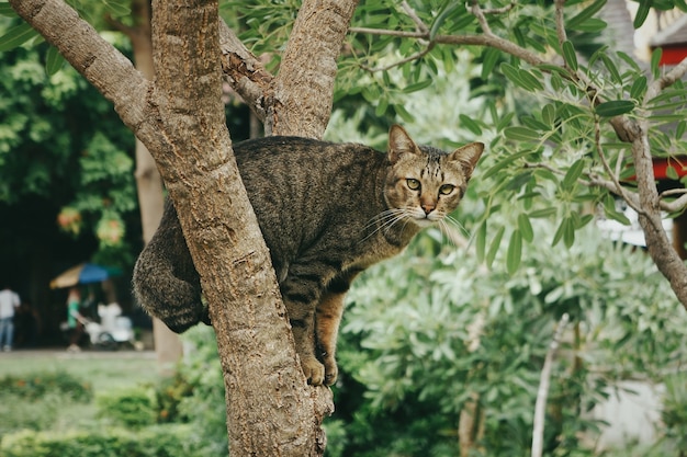 Closeup shot of a cute cat sitting on a tree in a park during daytime