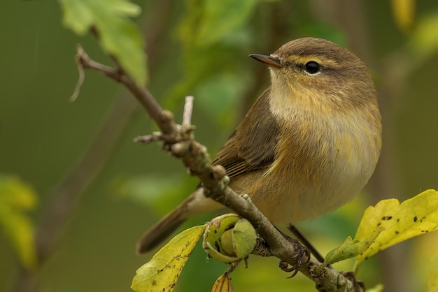 Closeup shot of a cute Chiffchaff bird sitting on the branch of a tree