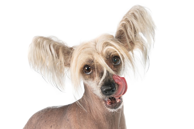 Closeup shot of a cute Chinese crested dog isolated on a white surface