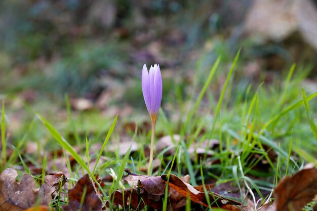 햇빛 아래 귀여운 Crocus Vernus의 근접 촬영 샷