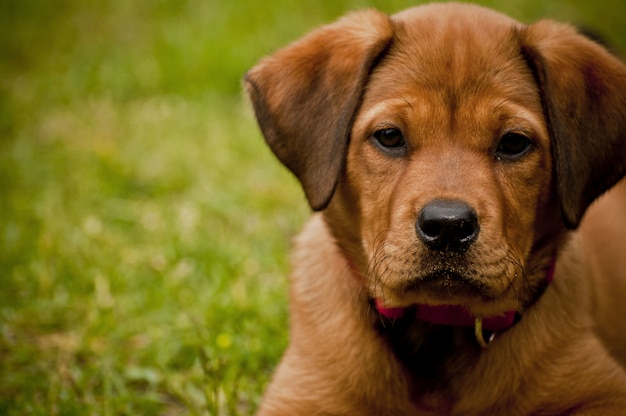 Closeup shot of a cute dog laying on a grassy field