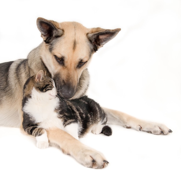 Closeup shot of a cute dog laying with a cat and isolated on white