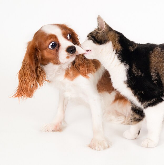 猫と遊ぶと白い背景で隔離のかわいい犬のクローズアップショット