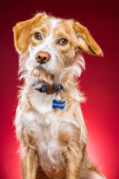 Closeup shot of a cute dog on a red background