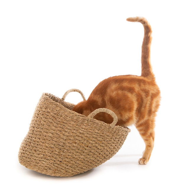 Closeup shot of a cute domestic cat curiously looking in a woven basket with a white surface