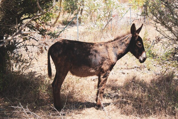 Closeup shot of a cute donkey standing on the dry grass in the field