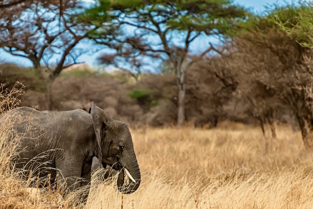 광야에서 마른 잔디를 걷고 귀여운 코끼리의 근접 촬영 샷