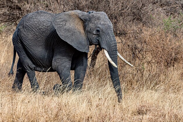 Closeup shot of a cute elephant walking on the dry grass in the wilderness