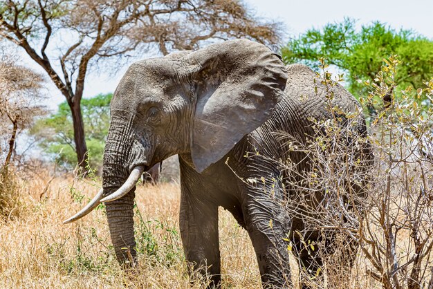 광야에서 마른 잔디를 걷고 귀여운 코끼리의 근접 촬영 샷