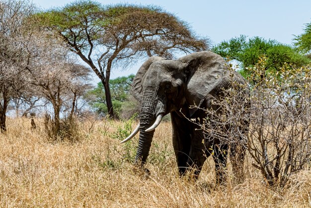 Closeup shot of a cute elephant walking on the dry grass in the wilderness