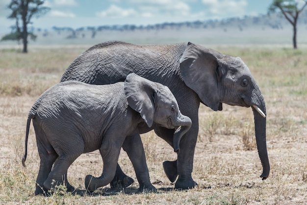 Closeup shot of a cute elephant walking on the dry grass with its baby in the wilderness