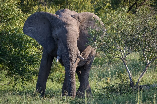 광야에서 나무 근처 산책 귀여운 코끼리의 근접 촬영 샷