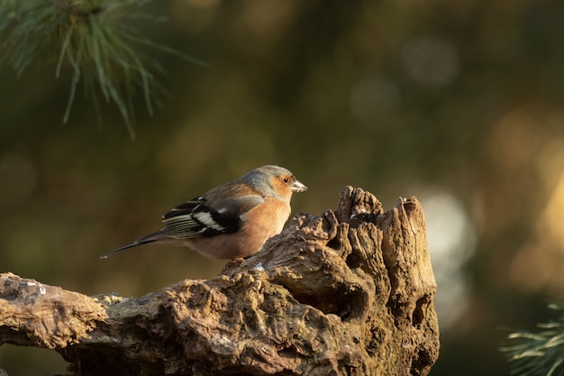 背景をぼかした写真を木の上に腰掛けてかわいいヨーロッパのロビン鳥のクローズアップショット