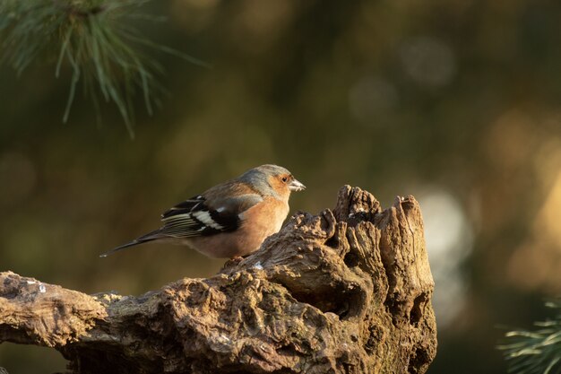 Closeup shot of a cute European robin bird perched on wood with a blurred background