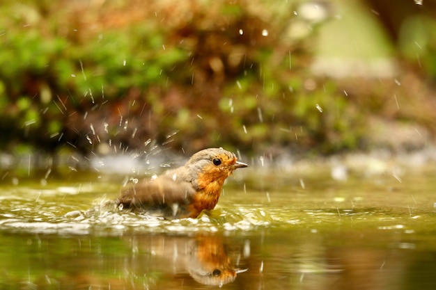 湖で泳いでいるかわいいヨーロッパのロビン鳥のクローズアップショット