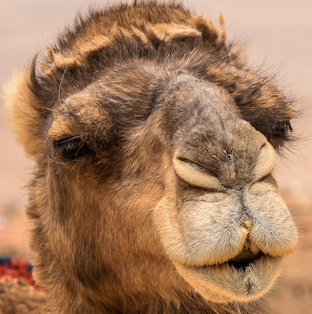 Closeup shot of the cute face of a camel