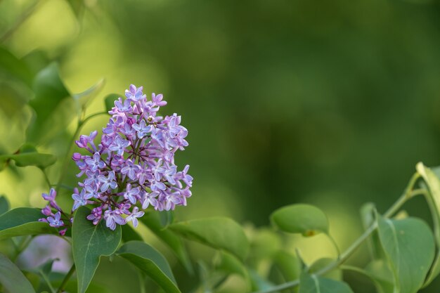 Closeup shot of a cute flower on a blurred background