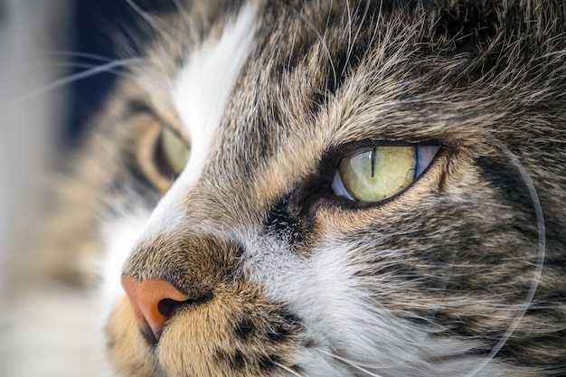 아름다운 녹색 눈을 가진 귀여운 솜털 메인 쿤 고양이의 근접 촬영 샷