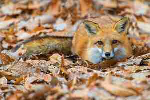 Free photo closeup shot of a cute fox lying on the ground with fallen autumn leaves
