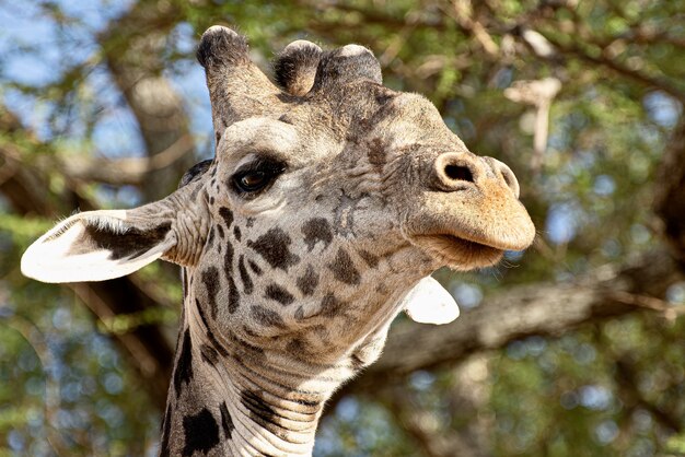 Closeup shot of a cute giraffe in front of the trees with green leaves