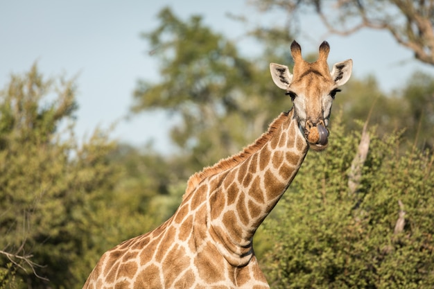 Colpo del primo piano di una giraffa carina con alberi sfocati