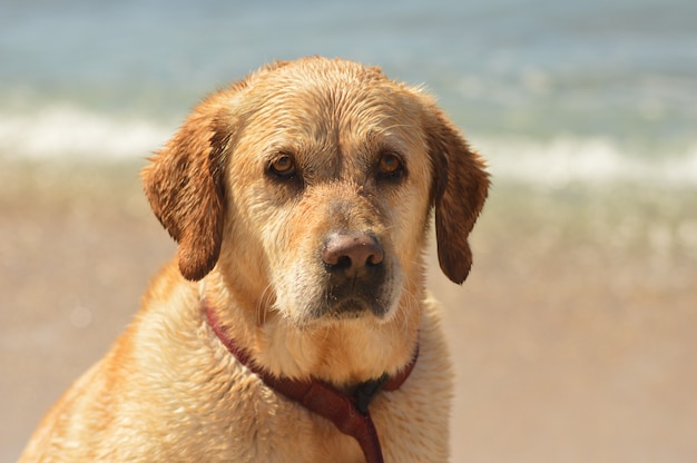 Снимок крупным планом милой золотой собаки