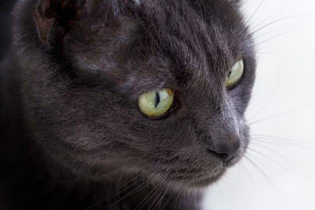 Closeup shot of a cute gray cat's face with green eyes