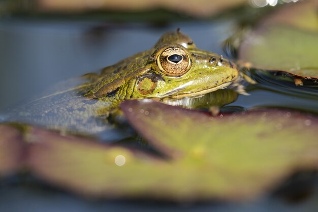 연못에서 수영하는 큰 눈을 가진 귀여운 녹색 개구리의 근접 촬영