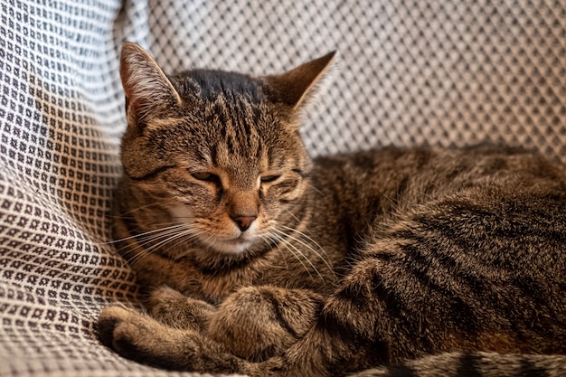 Снимок милого серого кота, лежащего в гамаке крупным планом