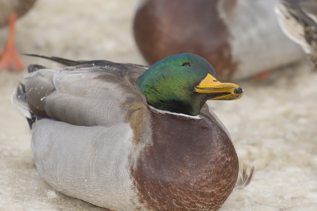Closeup shot of a cute happy duck sitting on the ground