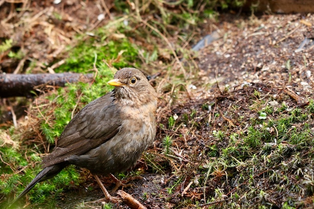 Closeup shot of a cute house sparrow bird in a forest