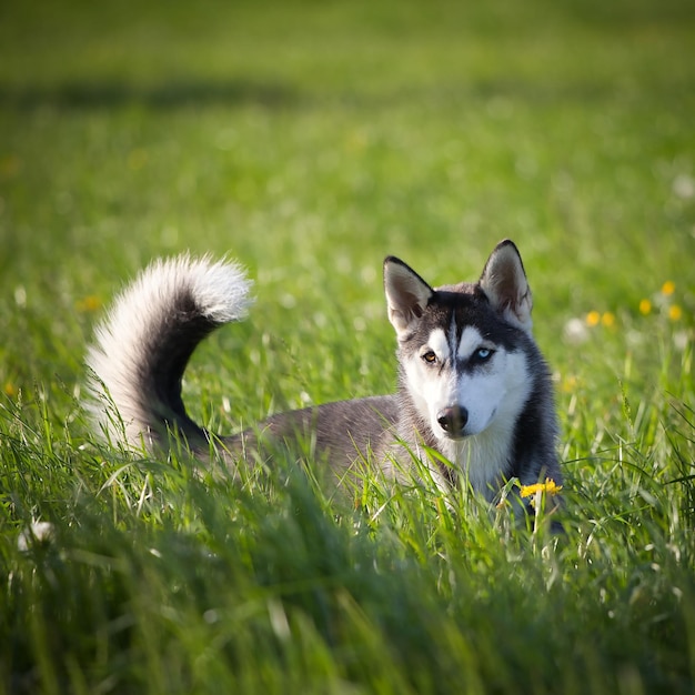 Closeup shot of a cute husky in a green field