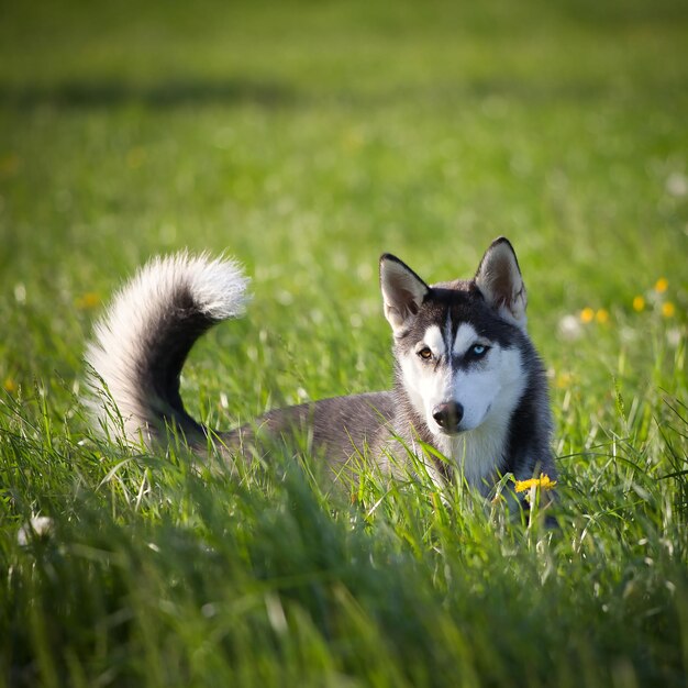 Closeup shot of a cute husky in a green field
