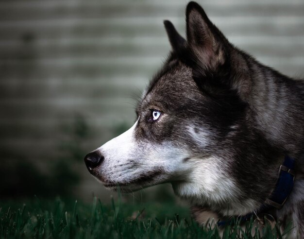 Closeup shot of a cute husky with blue eyes outdoors