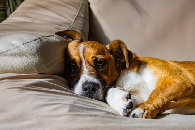 Closeup shot of a cute jack Russell terrier dog laying on the sofa