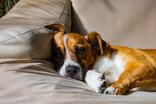 Closeup shot of a cute jack Russell terrier dog laying on the sofa