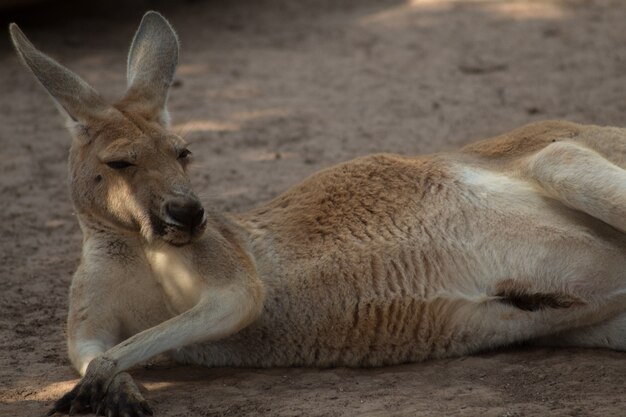 Снимок крупным планом милого кенгуру, лежащего на песке