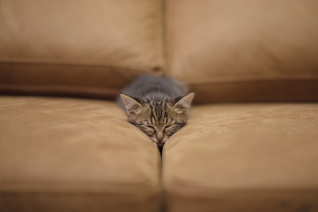 Closeup shot of a cute kitten sleeping between the pillows of a sofa