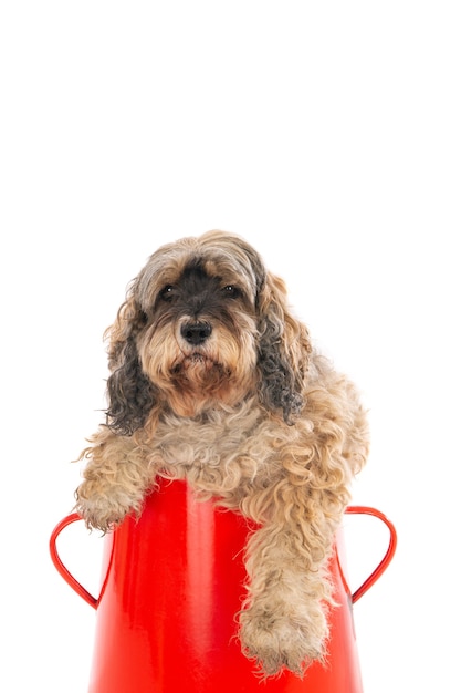 Closeup shot of a cute labradoodle in a red basket isolated on a white