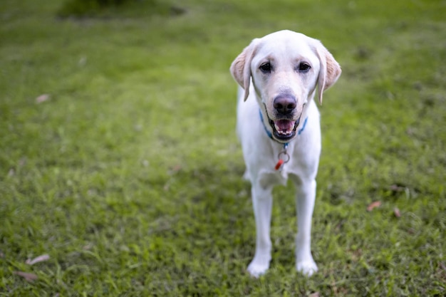 フィールド上のかわいいラブラドール犬のクローズアップショット