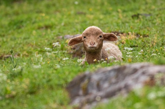 Closeup shot of a cute lamb lying on a grass
