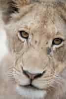 Free photo closeup shot of a cute lion cub