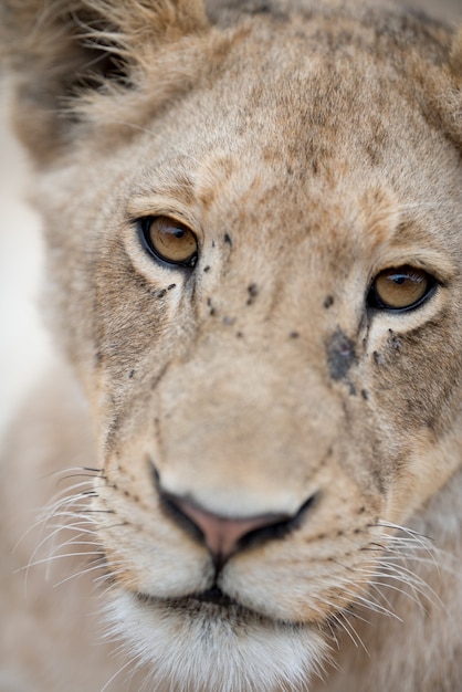 Closeup shot of a cute lion cub