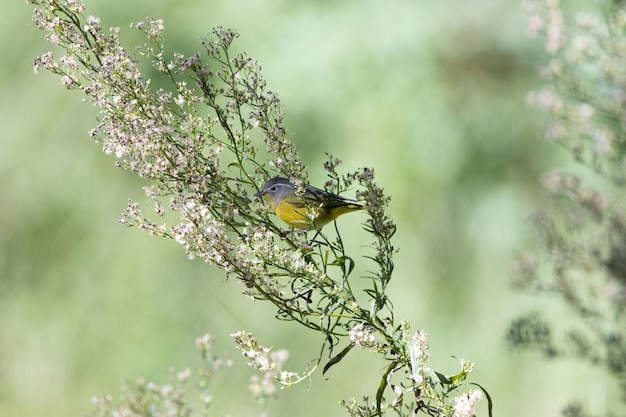 꽃 가지에 앉아 있는 귀여운 작은 새의 클로즈업 샷