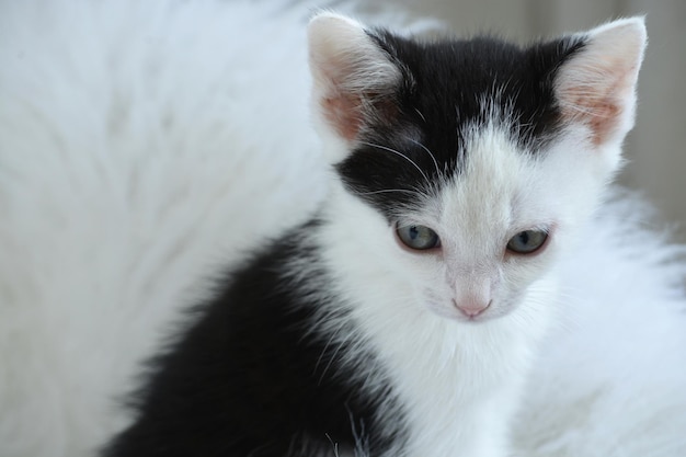 Closeup shot of a cute little black and white kitten on a white fur