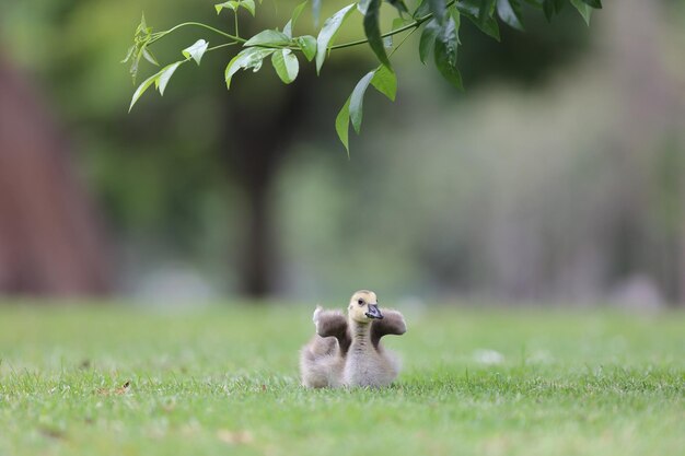 Closeup shot of a cute little duckling outdoors