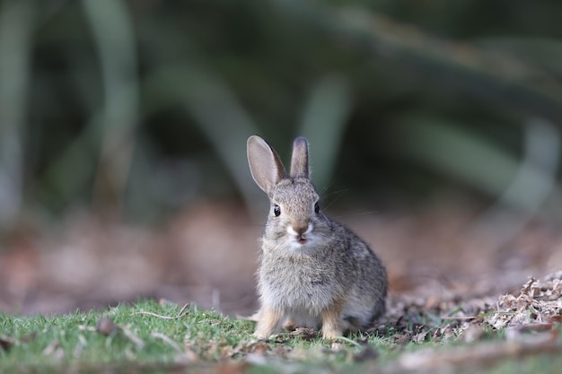 Closeup shot of a cute little rabbit