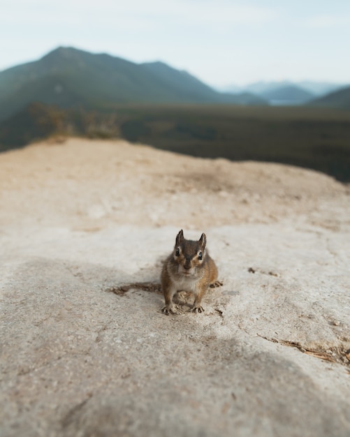 Colpo del primo piano di un piccolo scoiattolo sveglio che sta su una roccia